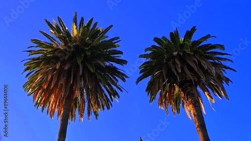 Palm trees in California