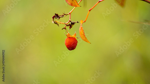 Rubus probus (Atherton raspberry, wild raspberry) Fruit. The fruits are edible photo