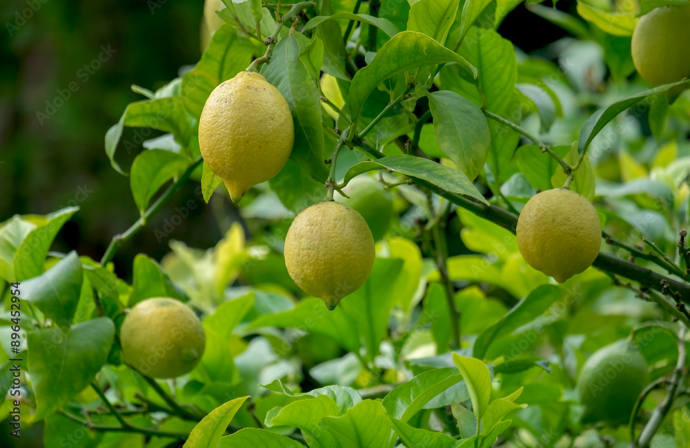 Obraz premium Zitronenbäumchen mit Früchten (Citrus × limon)