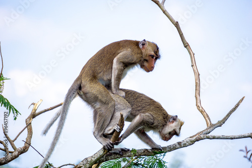 Macaca fascicularis (Monyet kra, kera ekor panjang, monyet ekor panjang, long-tailed macaque, monyet pemakan kepiting, crab-eating monkey) on the tree. photo