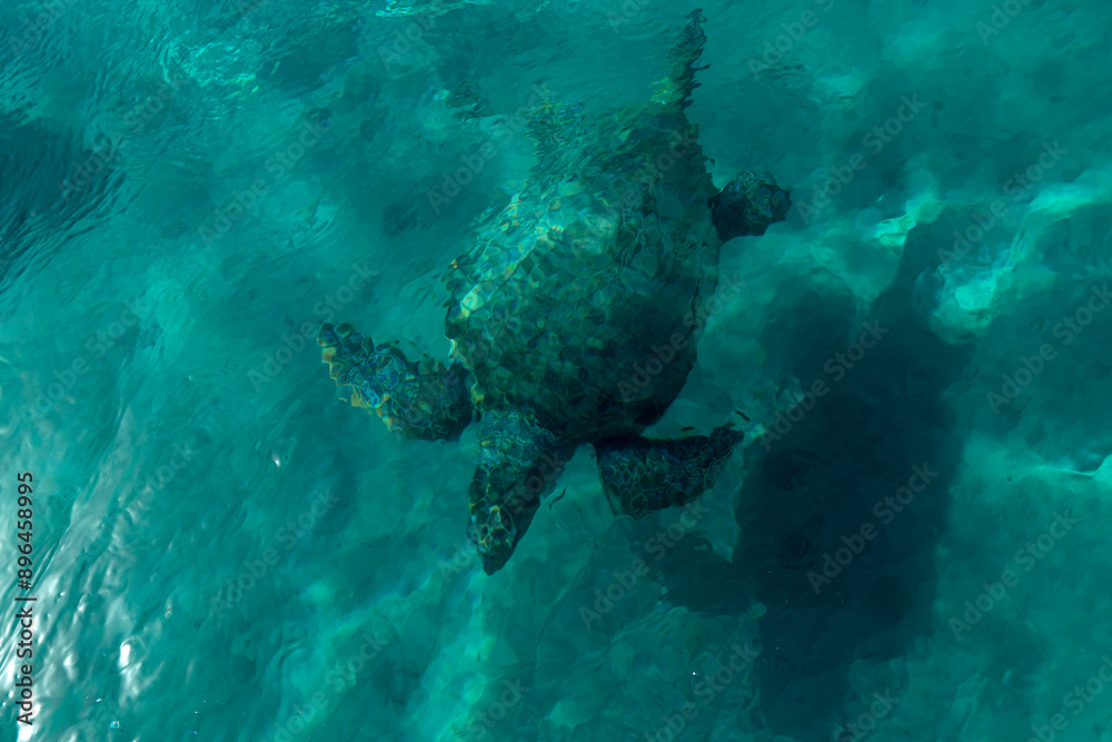 Fototapeta premium The Loggerhead turtle Caretta-Caretta swimming in Zakynthos island, Greece.