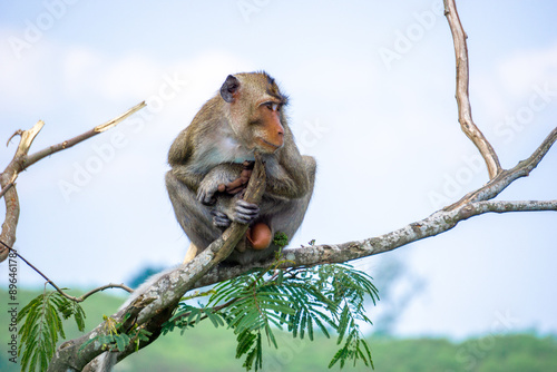 Macaca fascicularis (Monyet kra, kera ekor panjang, monyet ekor panjang, long-tailed macaque, monyet pemakan kepiting, crab-eating monkey) on the tree.