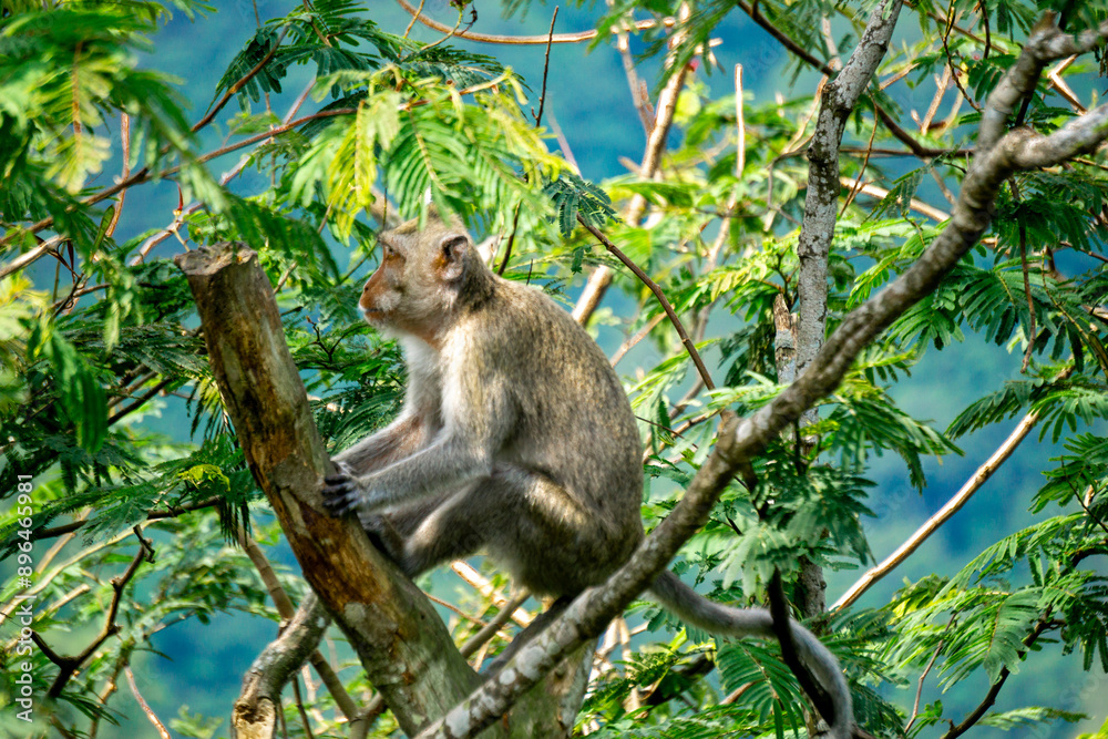 Fototapeta premium Macaca fascicularis (Monyet kra, kera ekor panjang, monyet ekor panjang, long-tailed macaque, monyet pemakan kepiting, crab-eating monkey) on the tree.