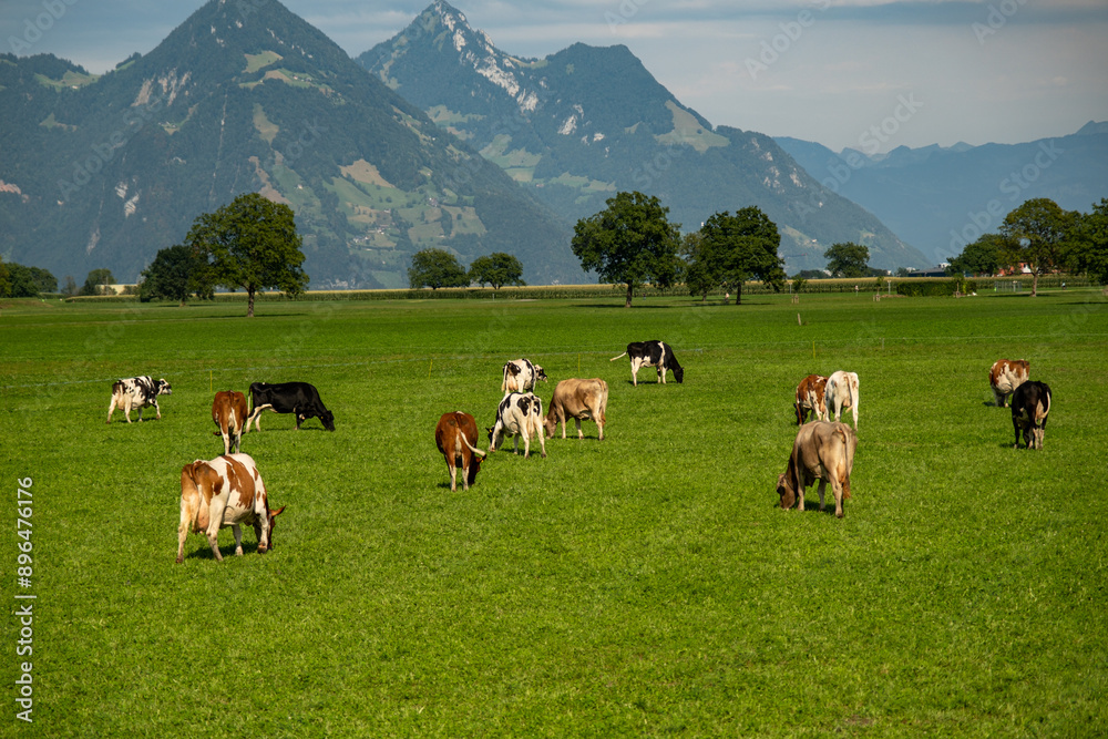 Cow herd at pasture. Grazing cows. Cows at field. Countryside landscape and pasture for cows. Cow herd in the countryside. Cows on milk farm. Cow herd at pasture. Grazing cows. Cows at field. Countryside landscape and pasture for cows. Cow herd in the countryside. Cows on milk farm.