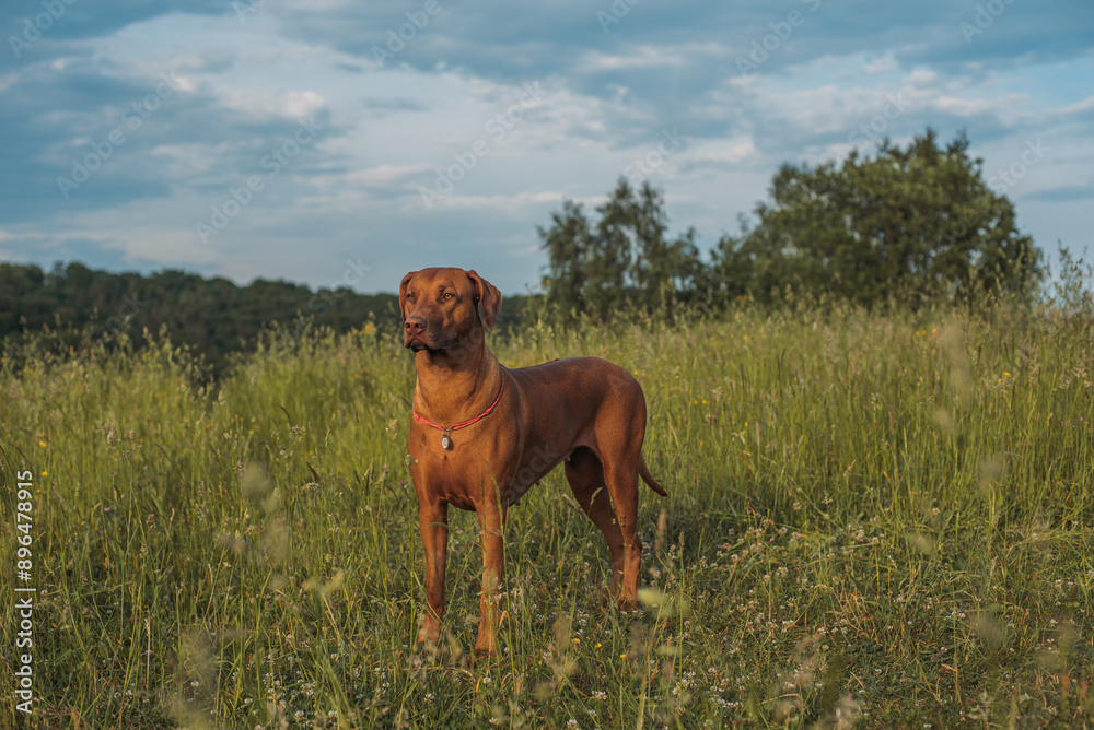 portrait of cute ridgeback dog outdoors portrait of cute ridgeback dog outdoors