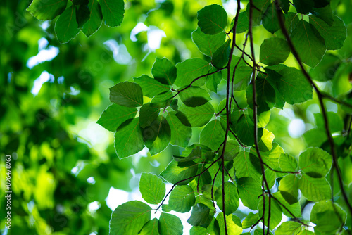 Green leaf background. Green leaf forest greenery background. Forest background. Green nature background. Green leaf in forest. Leaves plants backdrop.