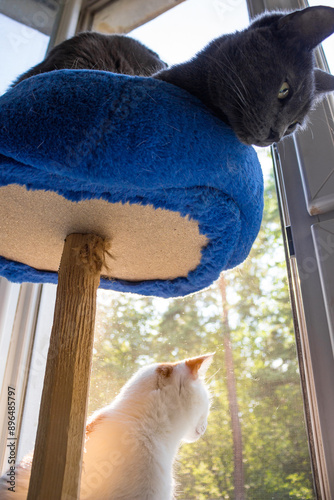 Domestic cats sit by the window photo