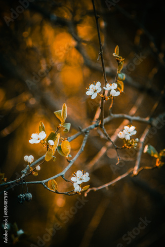 macro of fruit tree branches with white flowers, against a background of blurred branches illuminated by orange light from the setting sun, during golden hour