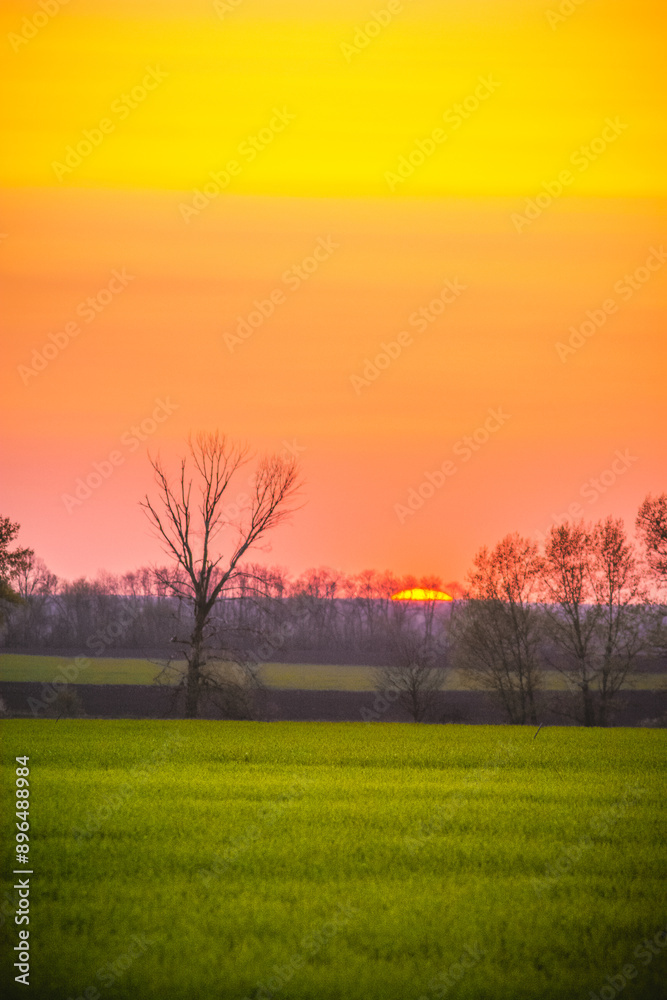 lush green field, behind which grow bare trees, against the backdrop of a bright orange sky with a bright sunset sun lush green field, behind which grow bare trees, against the backdrop of a bright orange sky with a bright sunset sun