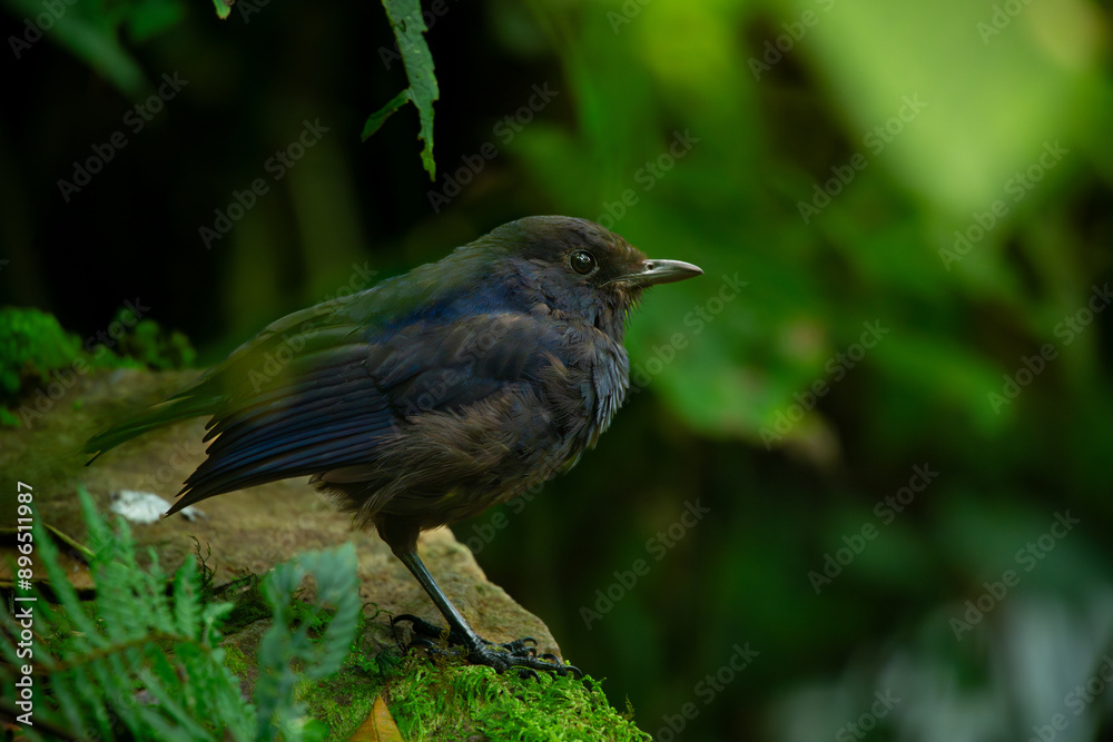Javan whistling thrush (Myophonus glaucinus) perching on a jungle rock in Gunung Gede National Park, Indonesia. Natural bokeh background Javan whistling thrush (Myophonus glaucinus) perching on a jungle rock in Gunung Gede National Park, Indonesia. Natural bokeh background