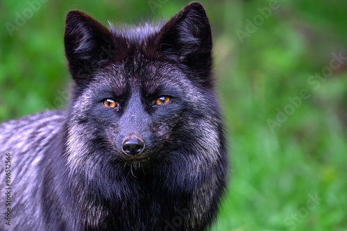 Silver, Black or sometimes called Blue Fox (Vulpes vulpes) Portrait