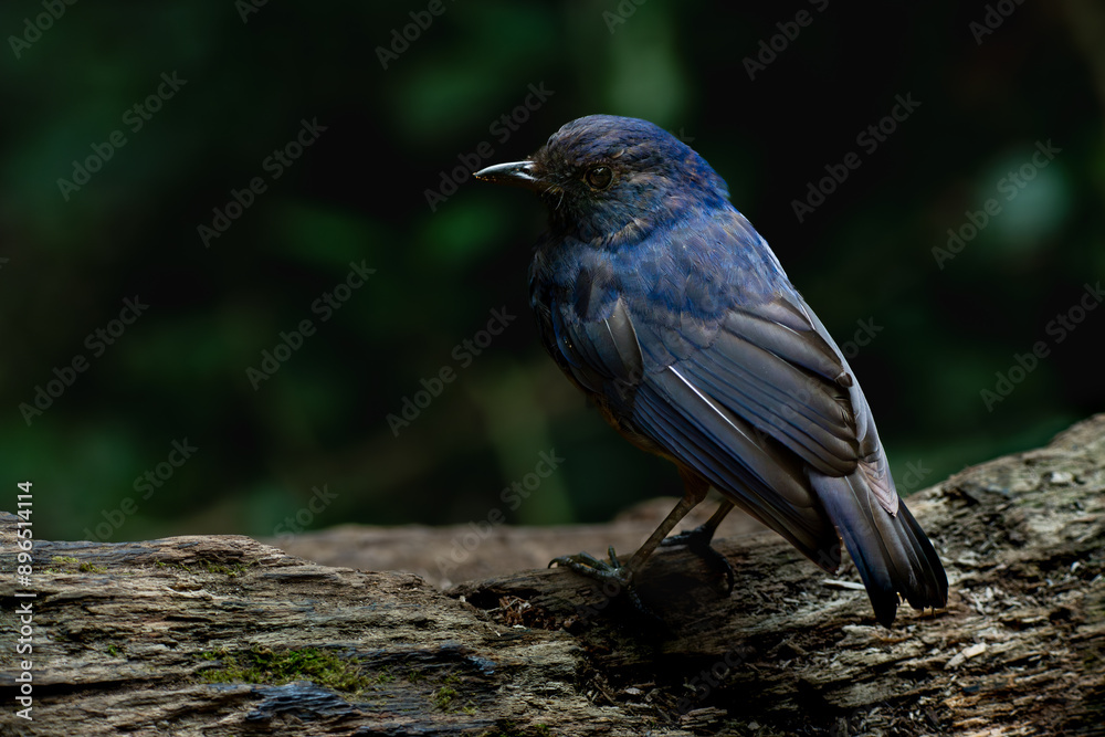 Javan whistling thrush (Myophonus glaucinus) perching on a mossy branch in Gunung Gede National Park, Indonesia. Natural bokeh background Javan whistling thrush (Myophonus glaucinus) perching on a mossy branch in Gunung Gede National Park, Indonesia. Natural bokeh background
