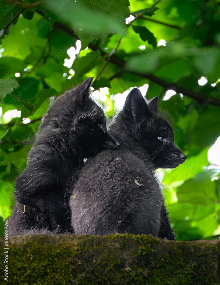 Obraz premium Silver, Black or sometimes called Blue Fox (Vulpes vulpes) Puppies