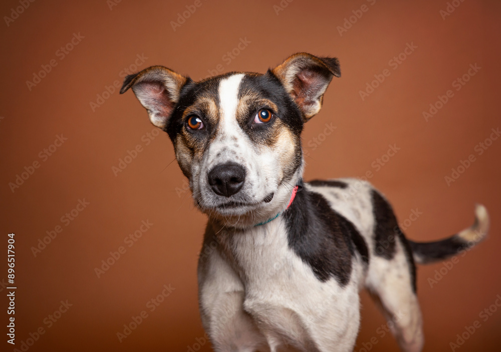 cute dog on an isolated background in a studio shot cute dog on an isolated background in a studio shot