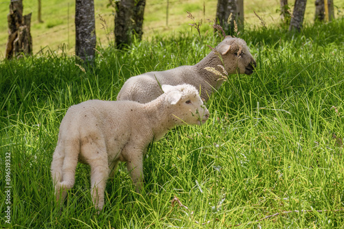 Two little lambs freely grazing in a grass field , in a farm at the eastern Andean mountains of central Colombia. photo