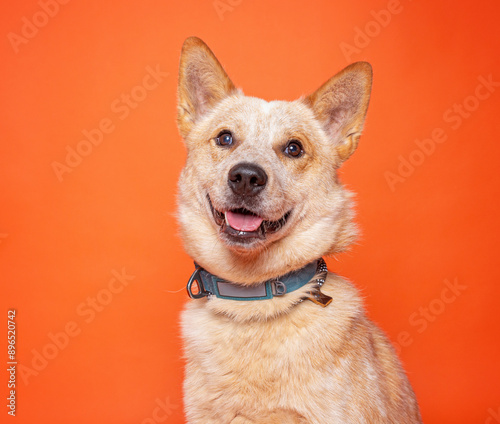 cute dog on an isolated background in a studio shot