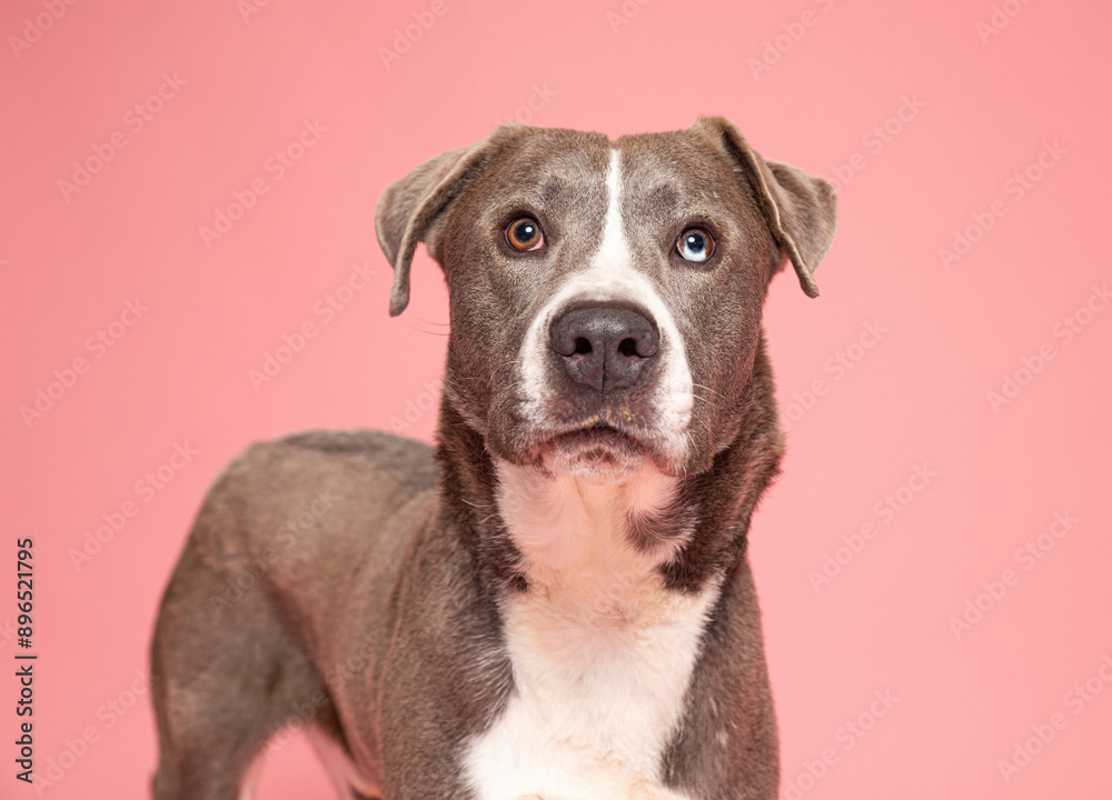 cute dog on an isolated background in a studio shot cute dog on an isolated background in a studio shot