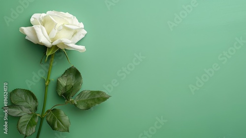 White rose on green background with copy space for Mother s Day or Valentine s Day