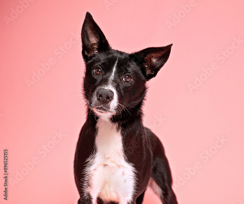 cute dog on an isolated background in a studio shot