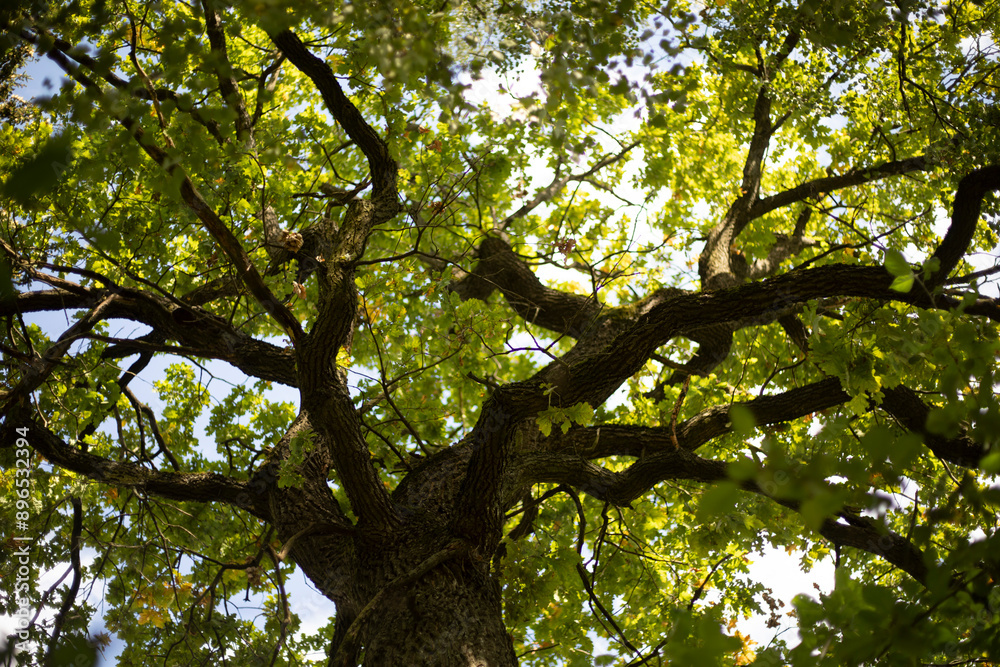Oak branches. Mighty oak tree with green leaves. Tree in summer. Oak branches. Mighty oak tree with green leaves. Tree in summer.