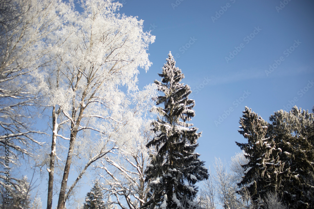 Spruce in the winter forest. Winter nature. Sunny cold day. Spruce in the winter forest. Winter nature. Sunny cold day.