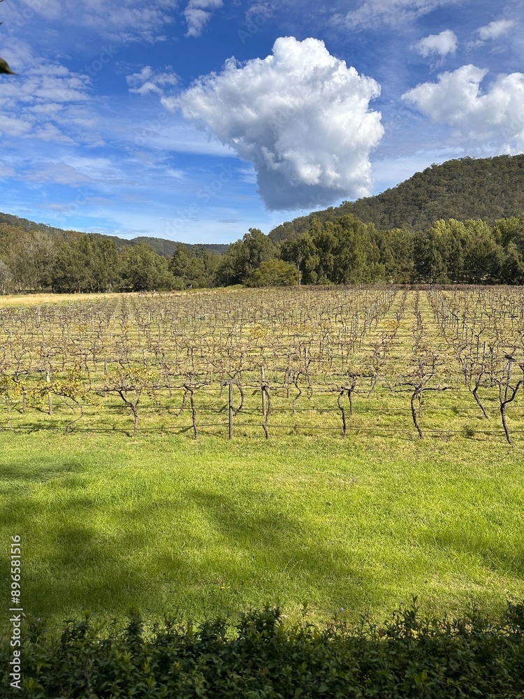 Fototapeta premium vineyard in region