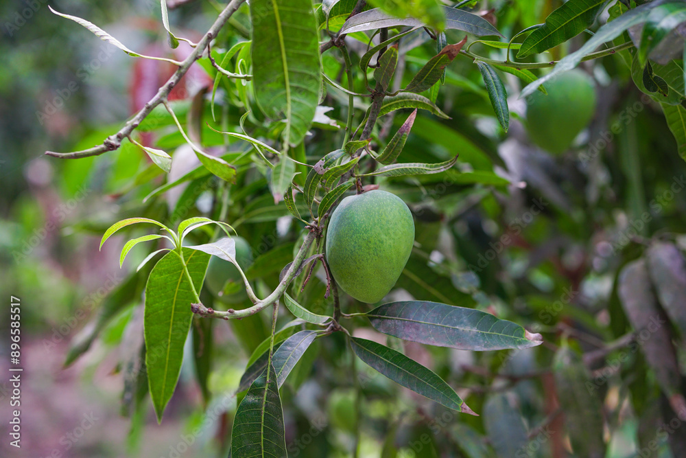Raw unripe mango with leaves hanging on tree Raw unripe mango with leaves hanging on tree