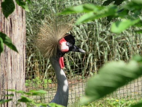 grey crowned crane photo