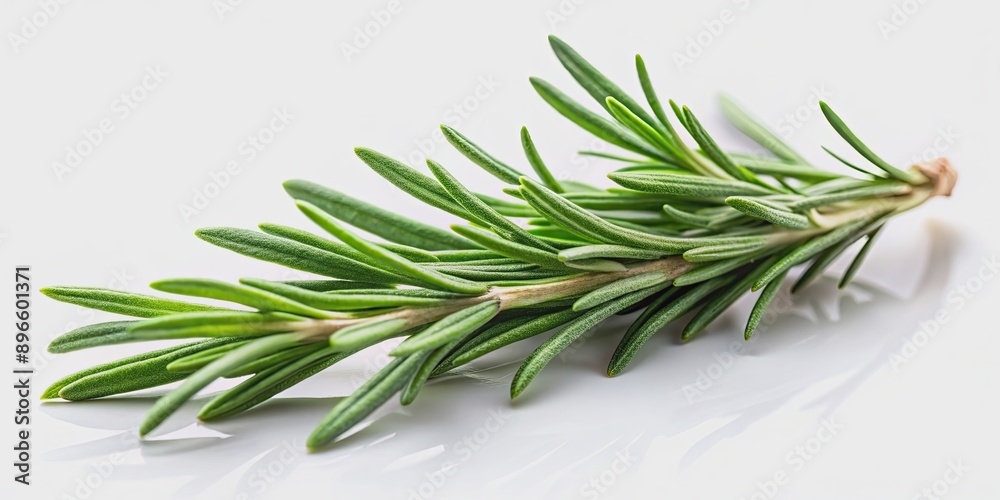 Fototapeta premium Single fresh rosemary herb isolated on background, rosemary, herb, fresh, green, plant, culinary, seasoning, isolated