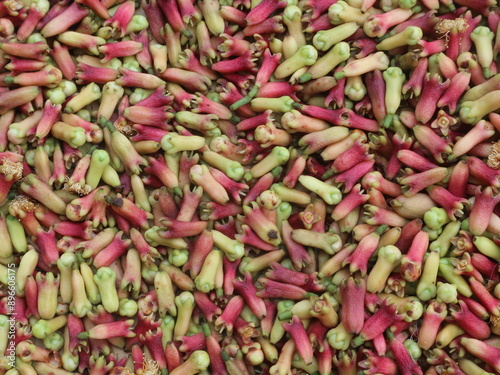 Background of fresh clove fruit, clove fruit sprinkled to dry