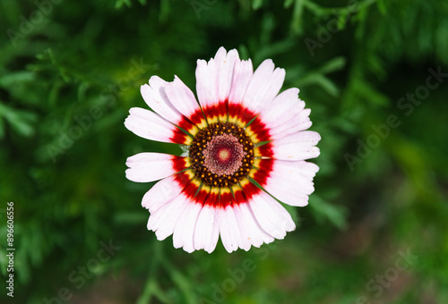 Ismelia carinata, the tricolour chrysanthemum, tricolor daisy or annual chrysanthemum close up photo