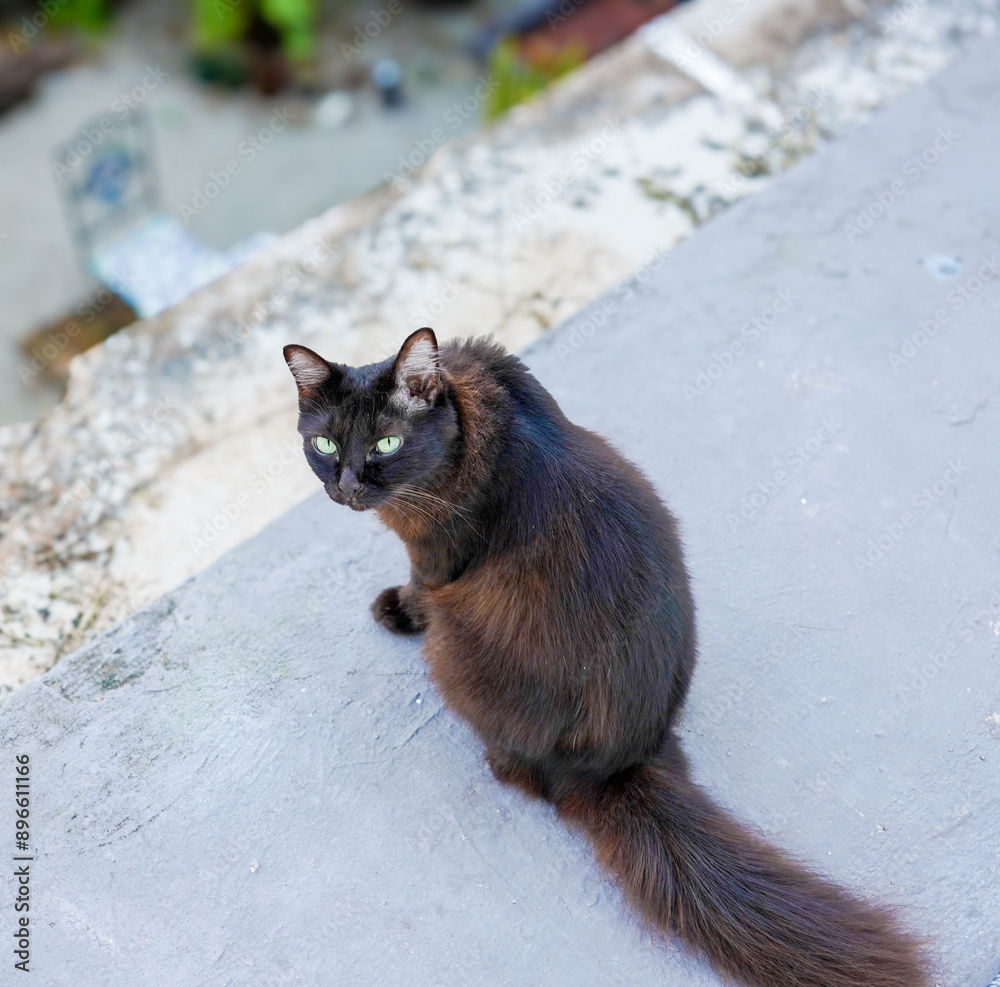 black cat, looking up, outdoors, cat, tail, tail black cat, looking up, outdoors, cat, tail, tail