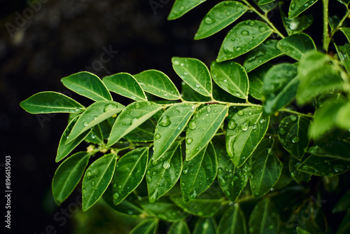 close up of green leaves