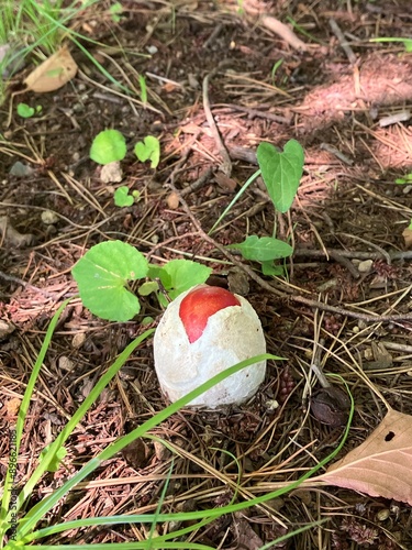 タマゴタケの卵　赤いきのこの森　夏と秋の風景