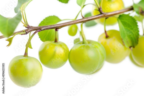 Mystic photo of Greengage Plum on the vine, isolated on white background photo