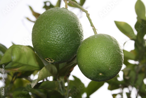 The lemon plant, Citrus limon © Nour