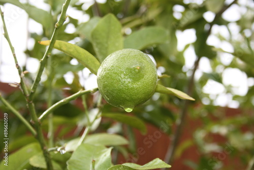 Wallpaper Mural The lemon plant, Citrus limon Torontodigital.ca