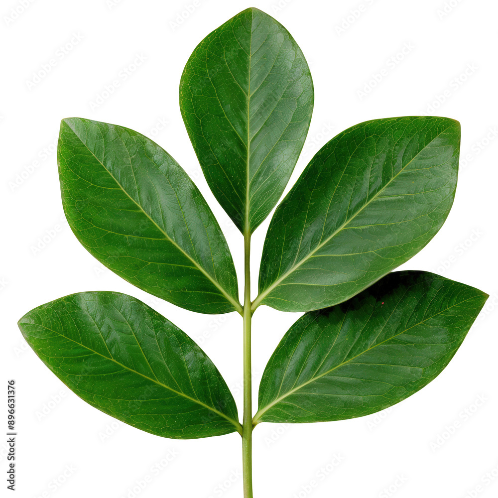 Fototapeta premium Close-up of a green leaf with five vibrant leaflets, isolated on a white background. Ideal for nature, botanical, and eco-friendly themes.