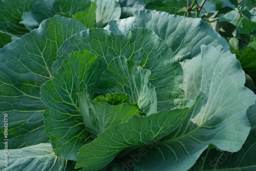 Close-up of fresh green cabbage leaves with detailed texture. Perfect for agricultural, gardening, and health-related content, showcasing organic farming, nutrition, and vegetable growth.