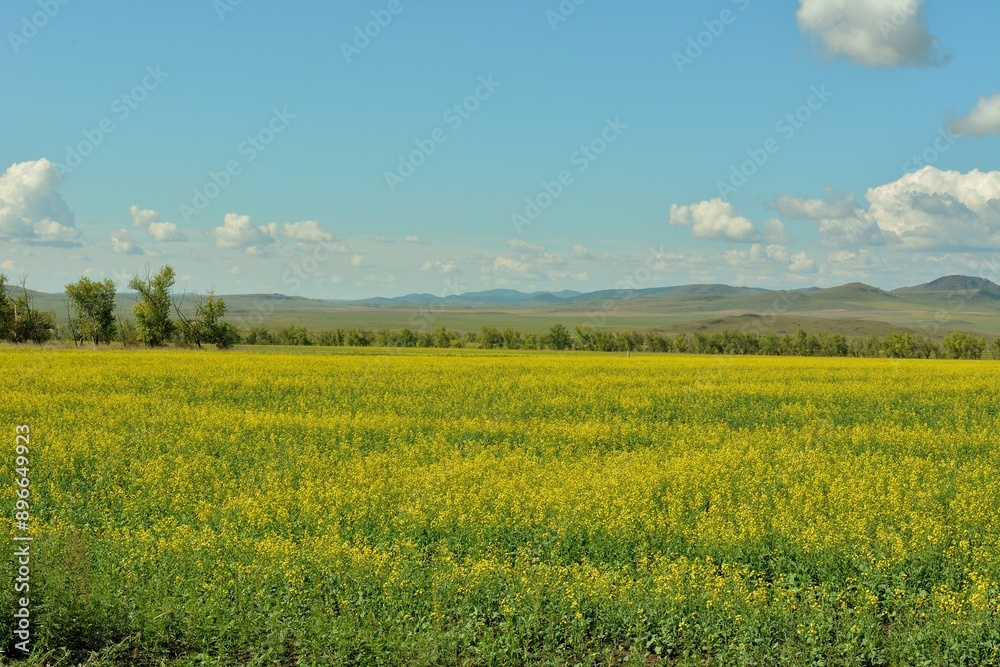 A huge field of yellow-blooming rapeseed with a narrow strip of forest at the foot of a ridge of high hills on a sunny summer day. A huge field of yellow-blooming rapeseed with a narrow strip of forest at the foot of a ridge of high hills on a sunny summer day.