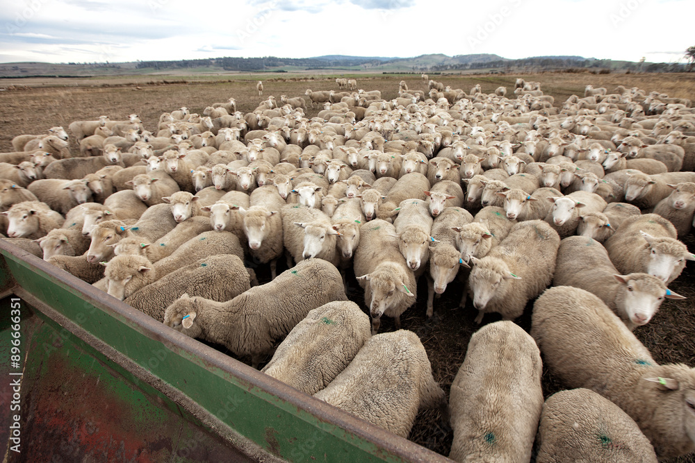 Flock of sheep following a farm vehicle dispersing feed Flock of sheep following a farm vehicle dispersing feed
