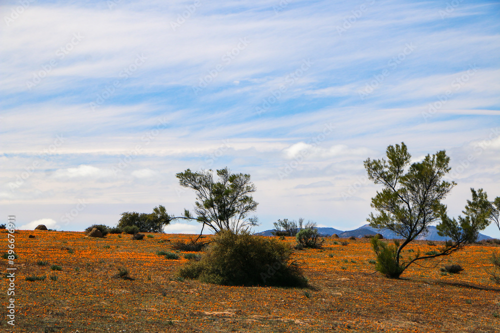 wildflowers blooming in namaqualand, south africa wildflowers blooming in namaqualand, south africa
