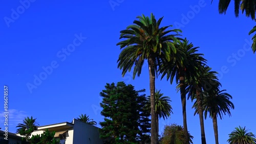 Palm trees in California