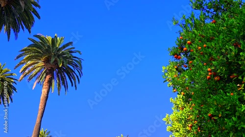 California palm trees and fruit trees