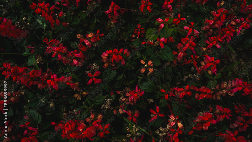Red flower or meadow field abstract background, wallpaper or banner, botanical colorful scenery, romance and dramatic, romance, contrast and elegant. Red flower or meadow field abstract background, wallpaper or banner, botanical colorful scenery, romance and dramatic, romance, contrast and elegant.