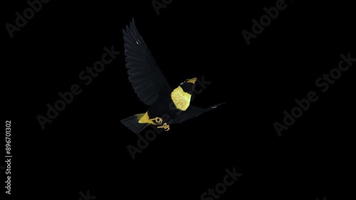 Golden Mynah - South East Asian Black Yellow and White Feathered Starling Song Bird - Flying Loop - Low Angle View Close Up - Alpha Channel - 4K photo