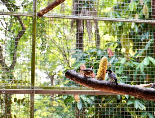 Two cute java sparrow or gelatik jawa birds eating corn on tree branch isolated on horizontal botanical tree and mesh net habitat cage wall background. photo