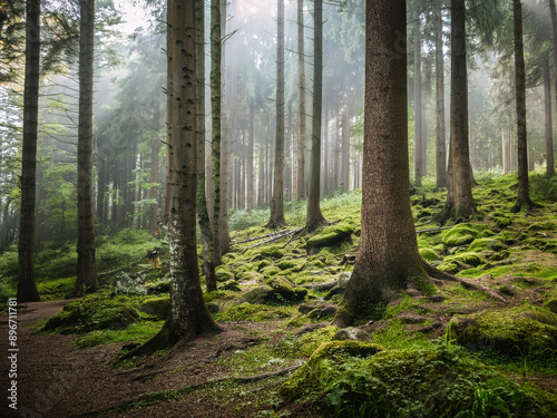 sunlight in the forest