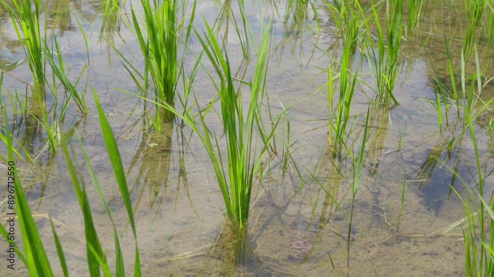 In shallow, mirrored pools they stand, rice plants, delicate and resolute In shallow, mirrored pools they stand, rice plants, delicate and resolute
