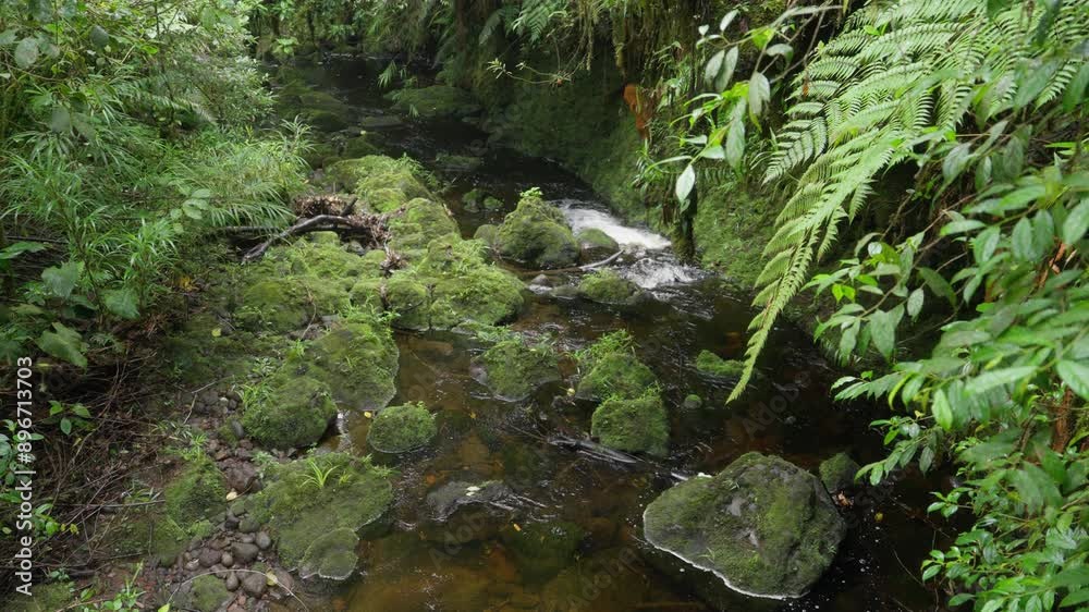 Riachuelo rodeado de rocas cubiertas de musgo y helechos en el bosque tropical nuboso Riachuelo rodeado de rocas cubiertas de musgo y helechos en el bosque tropical nuboso